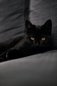 Preview wallpaper cat, pet, glance, black