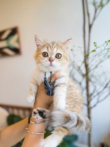 Preview wallpaper cat, pet, glance, hands