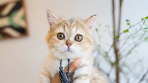 Preview wallpaper cat, pet, glance, hands
