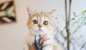 Preview wallpaper cat, pet, glance, hands
