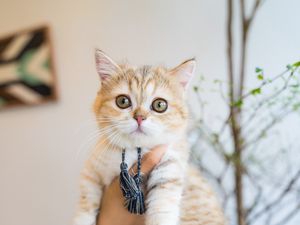 Preview wallpaper cat, pet, glance, hands