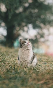 Preview wallpaper cat, pet, glance, fluffy, grass