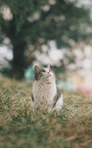 Preview wallpaper cat, pet, glance, fluffy, grass