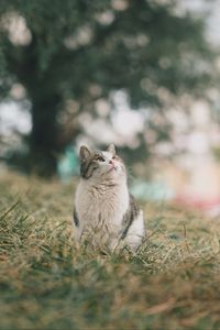 Preview wallpaper cat, pet, glance, fluffy, grass