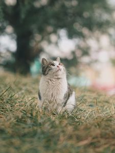 Preview wallpaper cat, pet, glance, fluffy, grass
