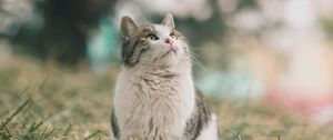 Preview wallpaper cat, pet, glance, fluffy, grass