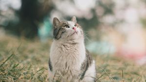 Preview wallpaper cat, pet, glance, fluffy, grass