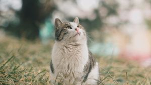 Preview wallpaper cat, pet, glance, fluffy, grass