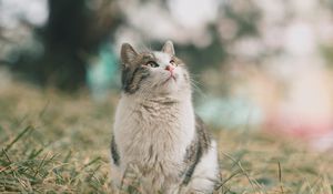 Preview wallpaper cat, pet, glance, fluffy, grass