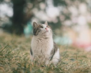 Preview wallpaper cat, pet, glance, fluffy, grass