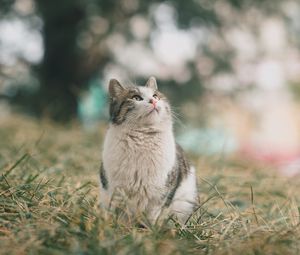 Preview wallpaper cat, pet, glance, fluffy, grass