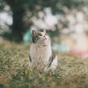 Preview wallpaper cat, pet, glance, fluffy, grass