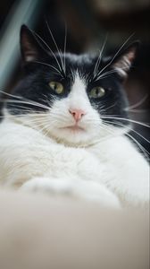 Preview wallpaper cat, pet, glance, selfie, funny