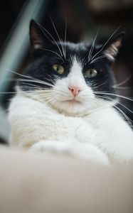 Preview wallpaper cat, pet, glance, selfie, funny