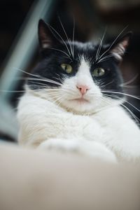 Preview wallpaper cat, pet, glance, selfie, funny