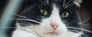 Preview wallpaper cat, pet, glance, selfie, funny