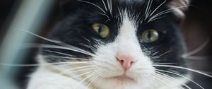 Preview wallpaper cat, pet, glance, selfie, funny