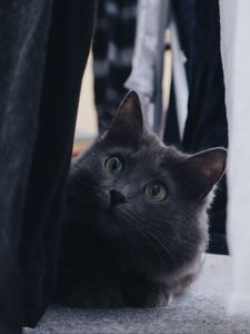 Preview wallpaper cat, pet, glance, fluffy, gray