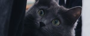Preview wallpaper cat, pet, glance, fluffy, gray