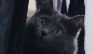 Preview wallpaper cat, pet, glance, fluffy, gray