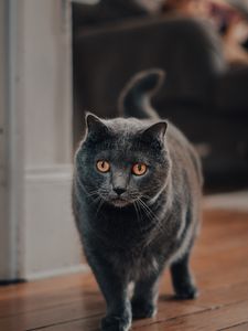 Preview wallpaper cat, pet, glance, gray