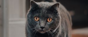 Preview wallpaper cat, pet, glance, gray