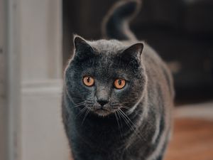 Preview wallpaper cat, pet, glance, gray