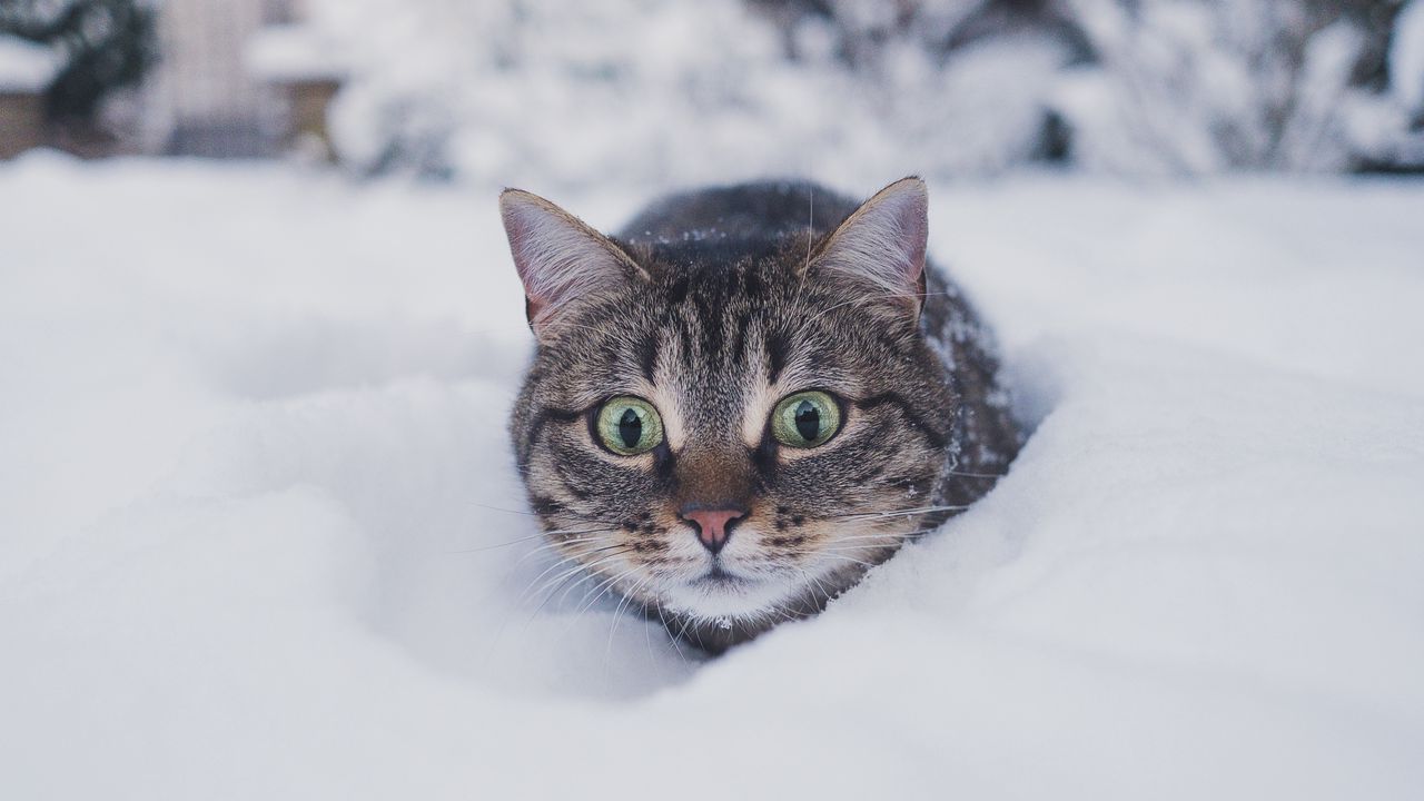 Wallpaper cat, pet, funny, glance, snow, winter hd, picture, image