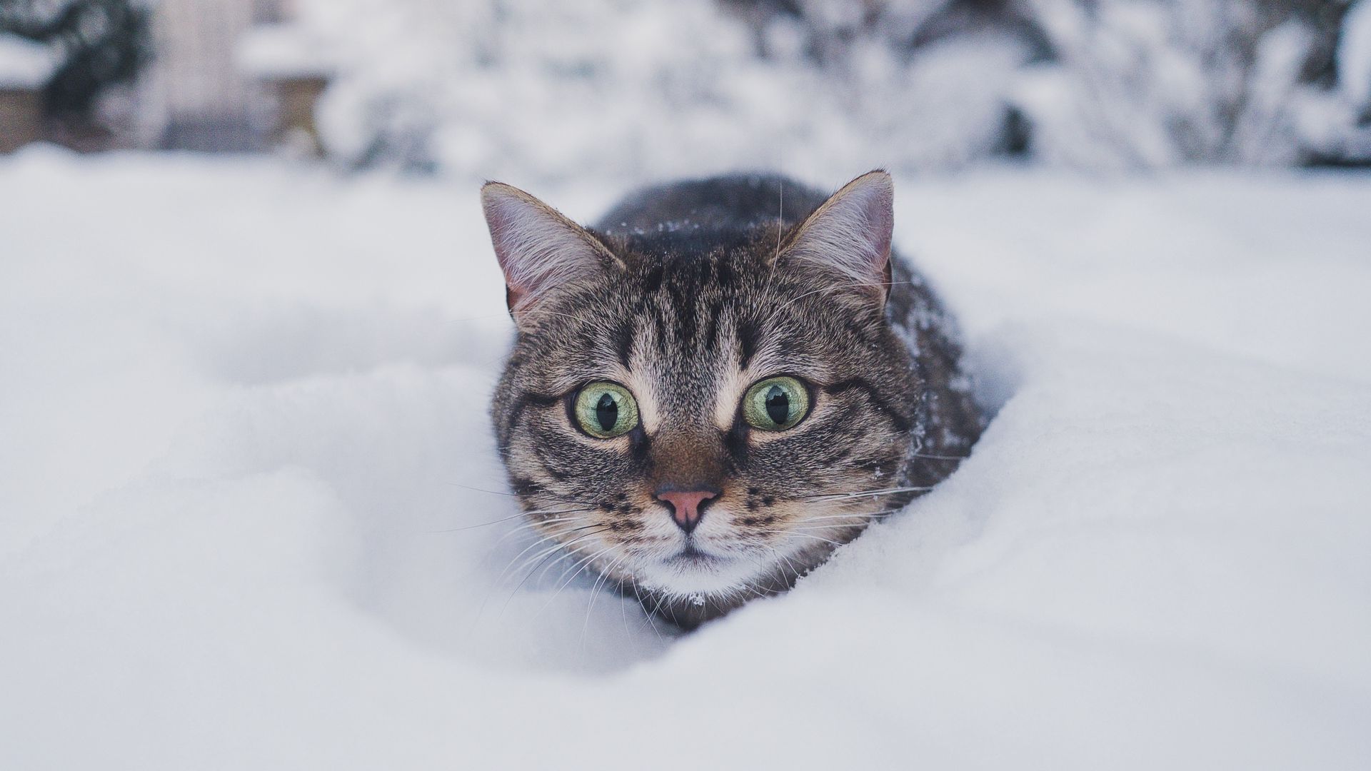 Download wallpaper 1920x1080 cat, pet, funny, glance, snow, winter full hd,  hdtv, fhd, 1080p hd background
