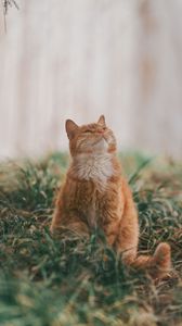 Preview wallpaper cat, pet, glance, fluffy, cute, grass