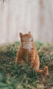 Preview wallpaper cat, pet, glance, fluffy, cute, grass