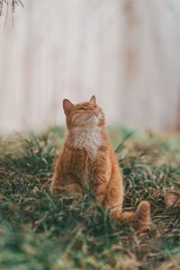 Preview wallpaper cat, pet, glance, fluffy, cute, grass