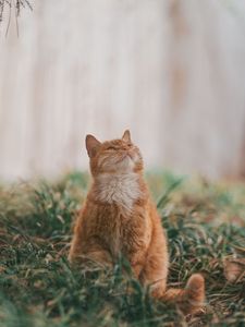 Preview wallpaper cat, pet, glance, fluffy, cute, grass