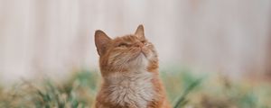 Preview wallpaper cat, pet, glance, fluffy, cute, grass