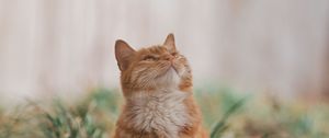 Preview wallpaper cat, pet, glance, fluffy, cute, grass