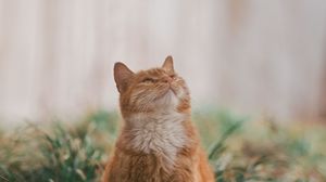 Preview wallpaper cat, pet, glance, fluffy, cute, grass