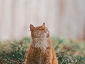 Preview wallpaper cat, pet, glance, fluffy, cute, grass