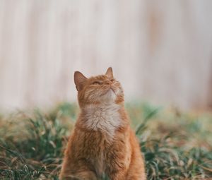 Preview wallpaper cat, pet, glance, fluffy, cute, grass