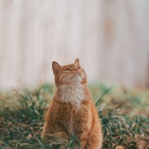 Preview wallpaper cat, pet, glance, fluffy, cute, grass