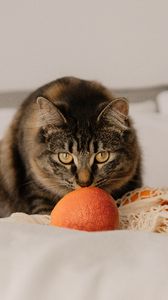 Preview wallpaper cat, pet, glance, oranges
