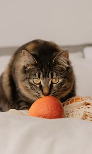 Preview wallpaper cat, pet, glance, oranges