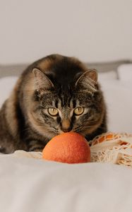Preview wallpaper cat, pet, glance, oranges