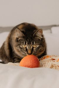 Preview wallpaper cat, pet, glance, oranges