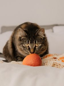 Preview wallpaper cat, pet, glance, oranges