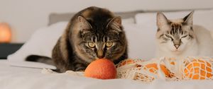 Preview wallpaper cat, pet, glance, oranges