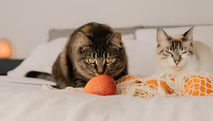 Preview wallpaper cat, pet, glance, oranges