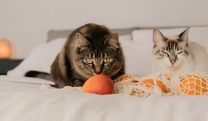 Preview wallpaper cat, pet, glance, oranges