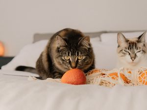 Preview wallpaper cat, pet, glance, oranges