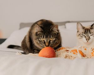 Preview wallpaper cat, pet, glance, oranges