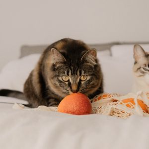 Preview wallpaper cat, pet, glance, oranges